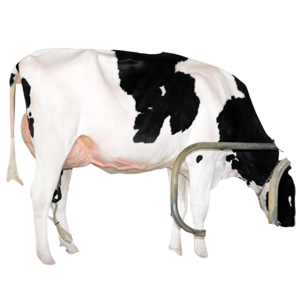 Coman Sexed Semen