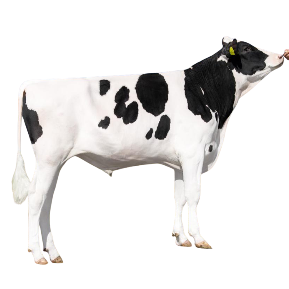 Coman Sexed Semen