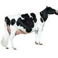 Adapt Bull Semen