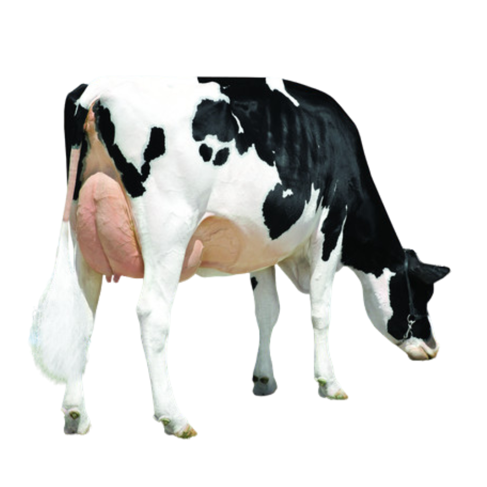 Aerial Semen