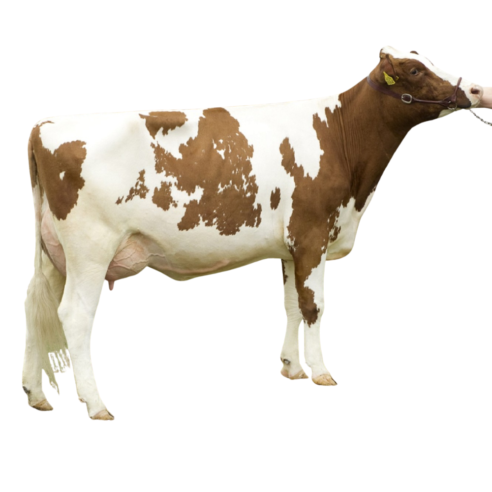 Alec Red Semen