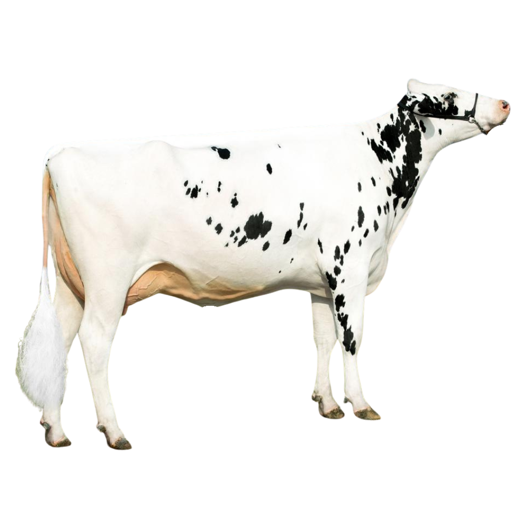 Alonso Semen