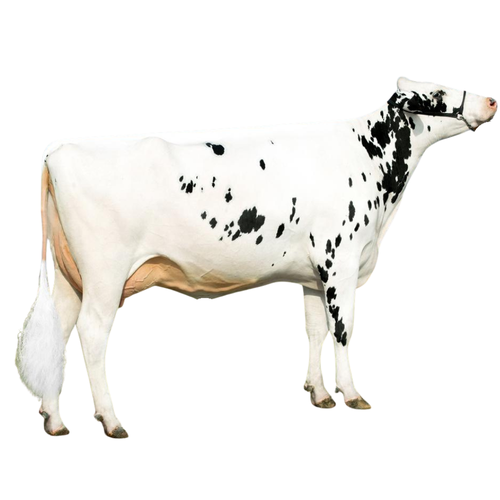 Alonso Semen