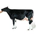 Almighty  Sexed Semen