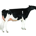 Aster Sexed Semen