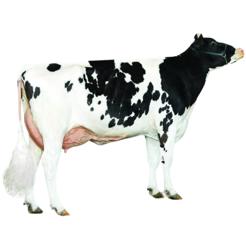 Awesome Bull Semen