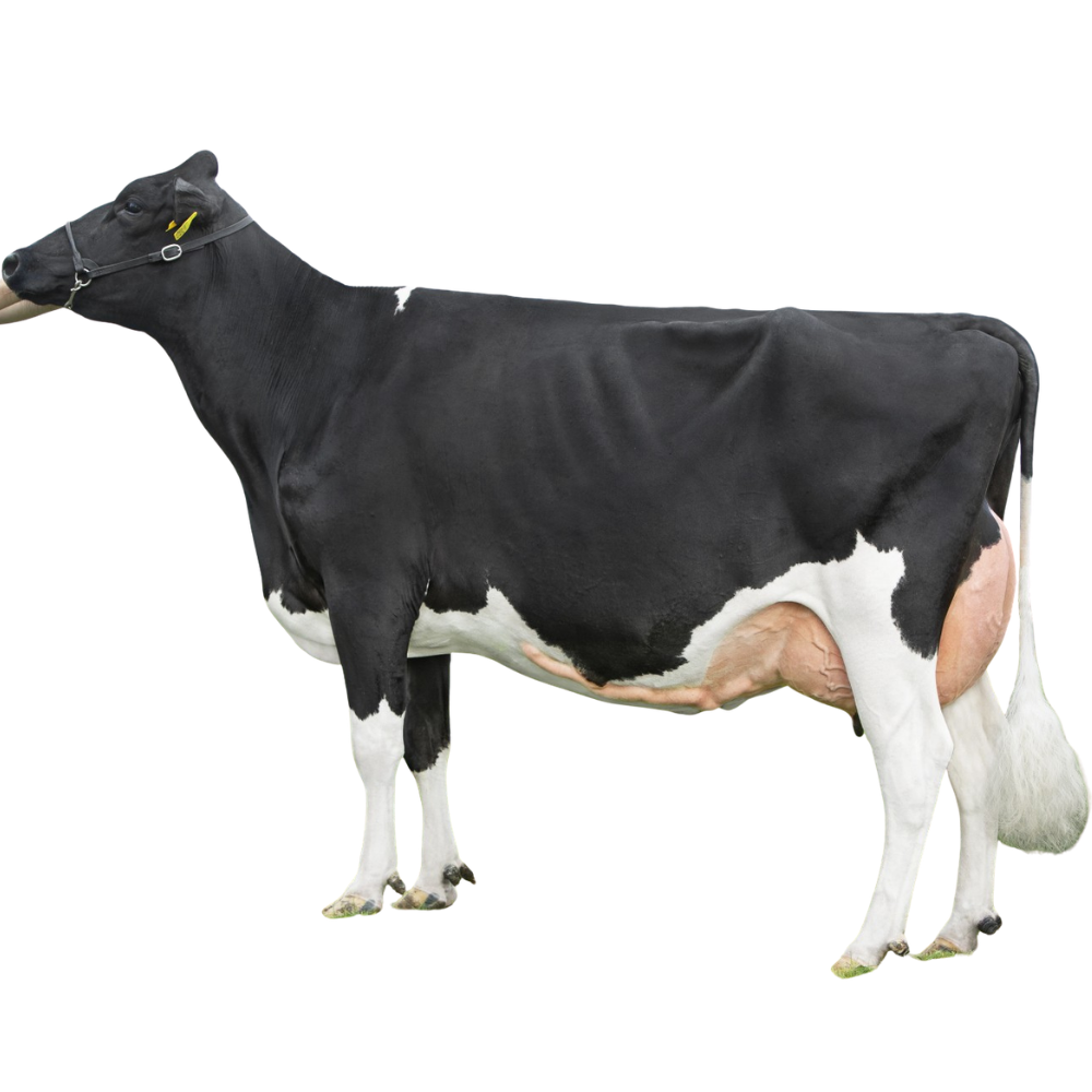 Bianchi Semen
