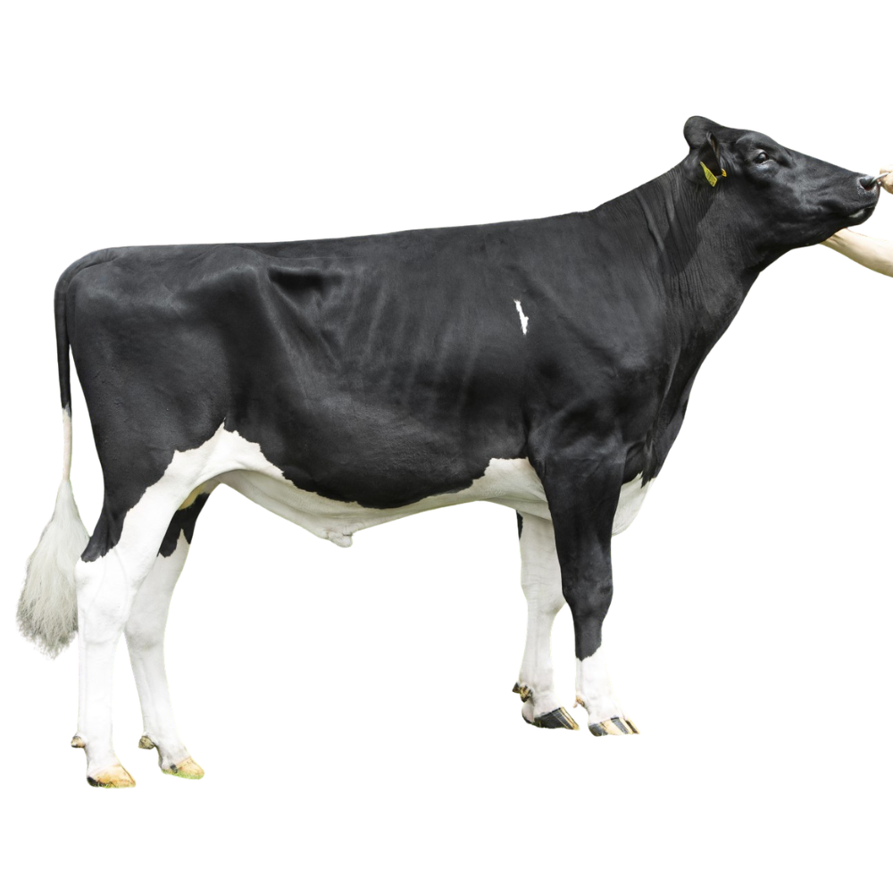 Bianchi Semen