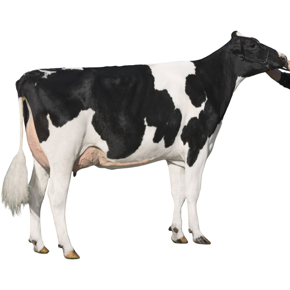 Brian Semen