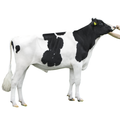 Brian Semen