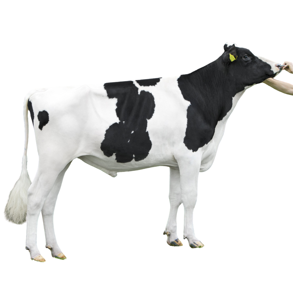 Brian Semen