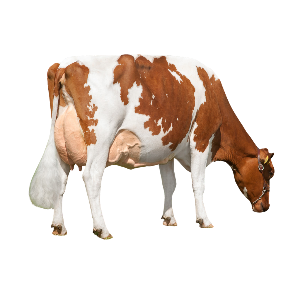 Burnstyn Semen