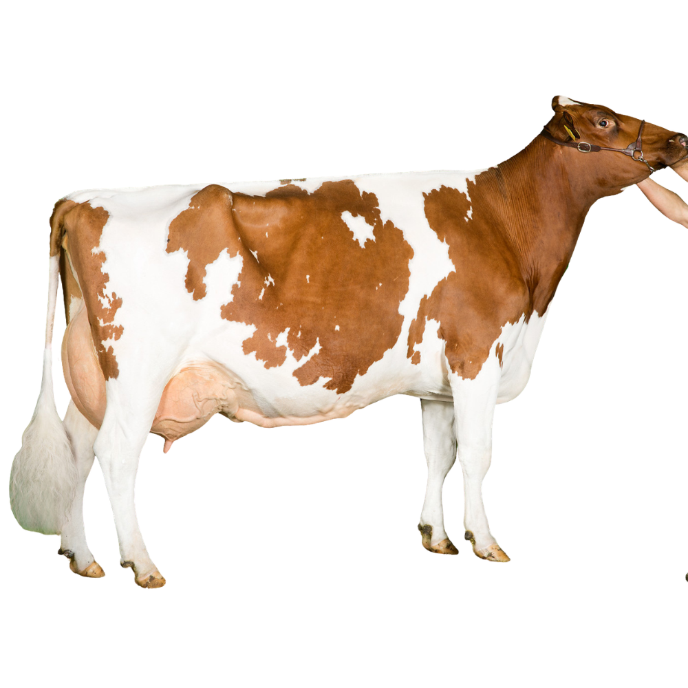 Burnstyn Semen