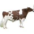 Burnstyn Semen