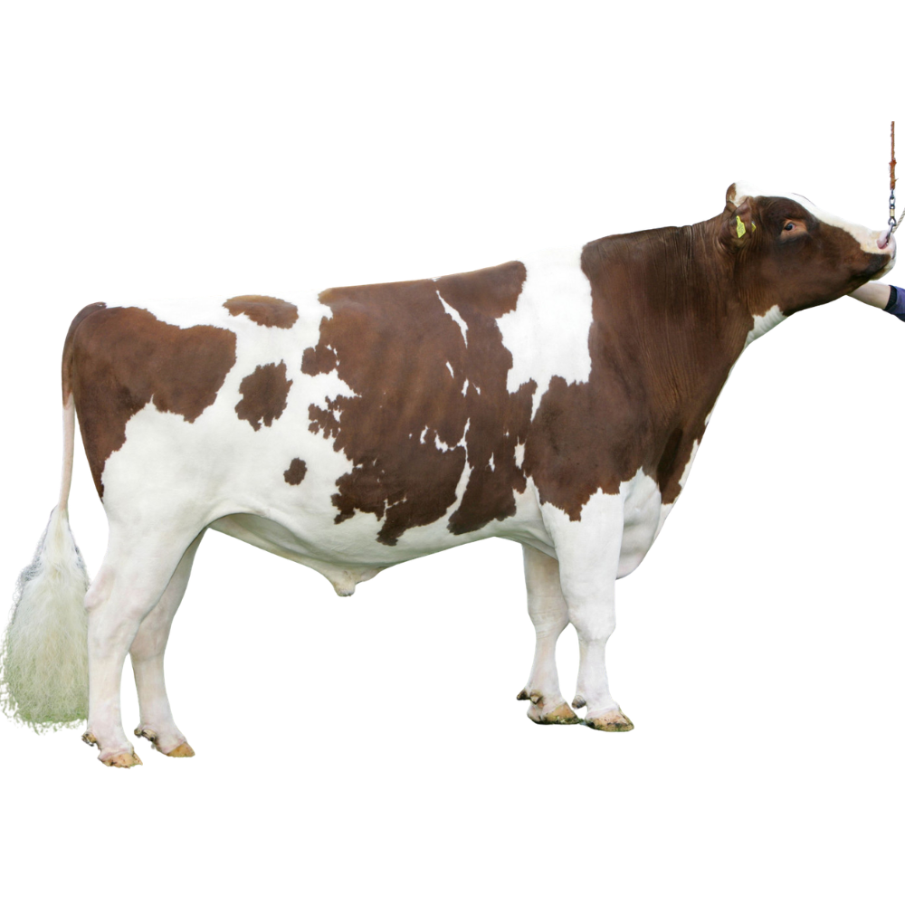 Burnstyn Semen