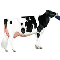 Chalet Sexed Semen