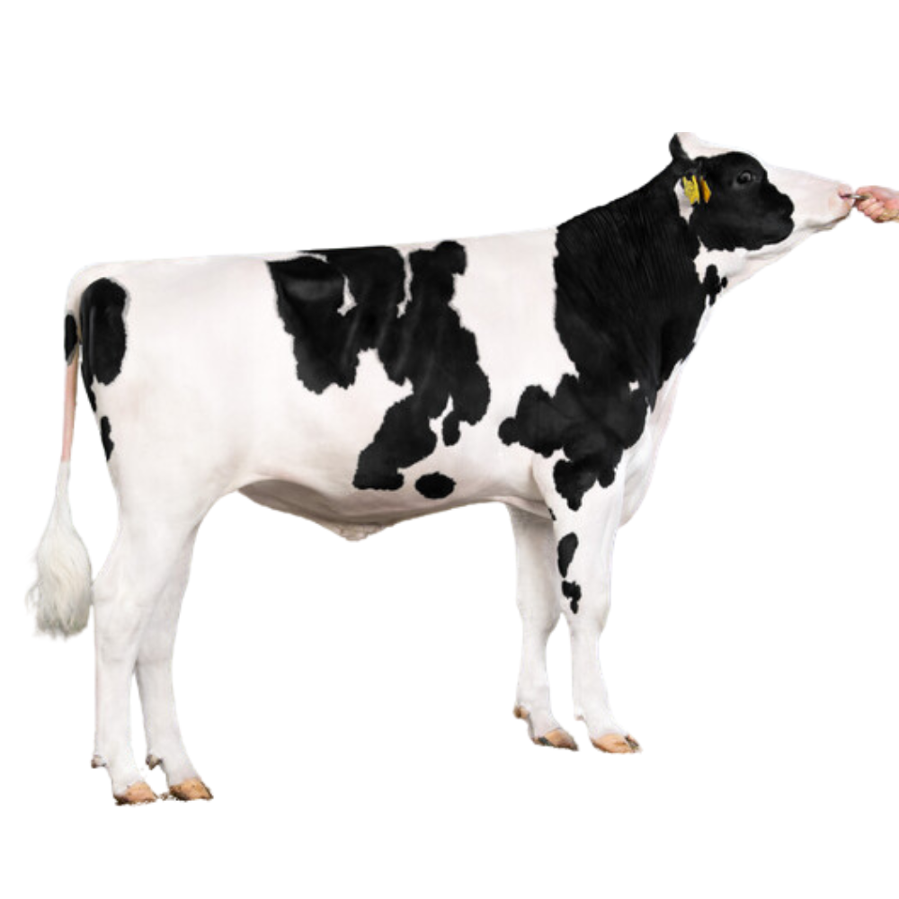 Chiellini Semen