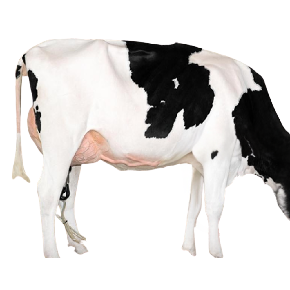 Coman Semen