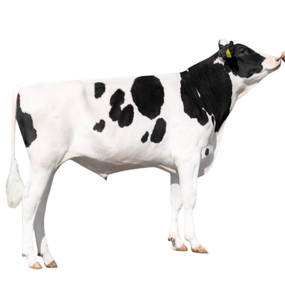 Coman Semen