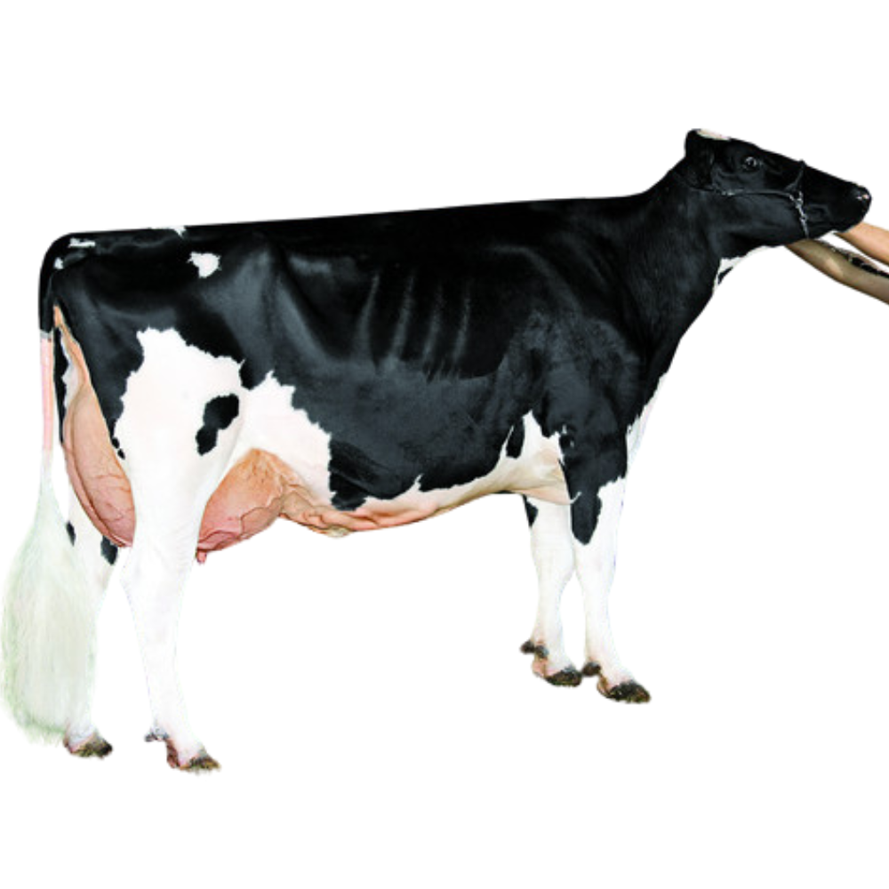 Dansby-P Sexed Semen