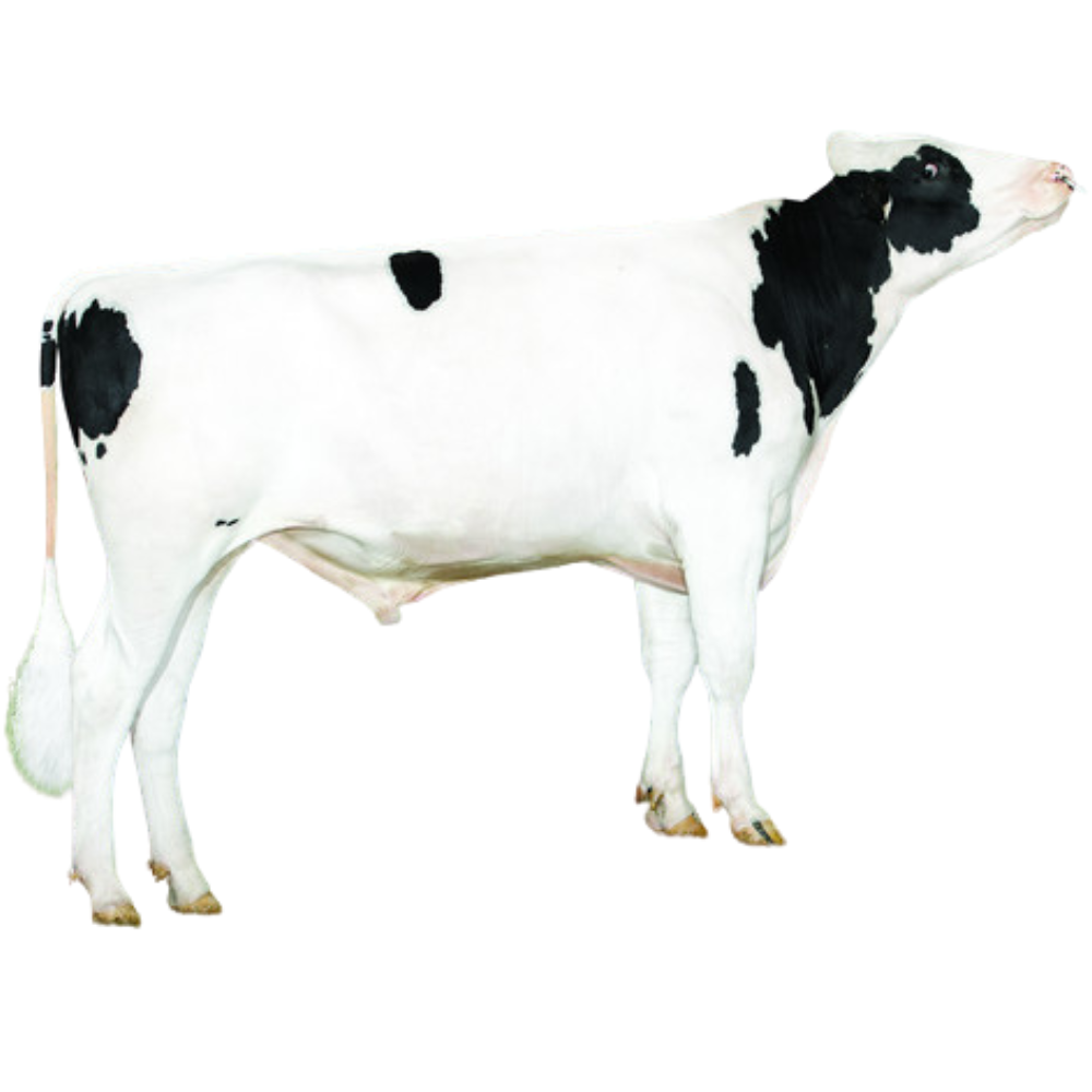 Dupont Semen