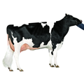 Durand Sexed Semen