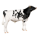 Eco PP Semen