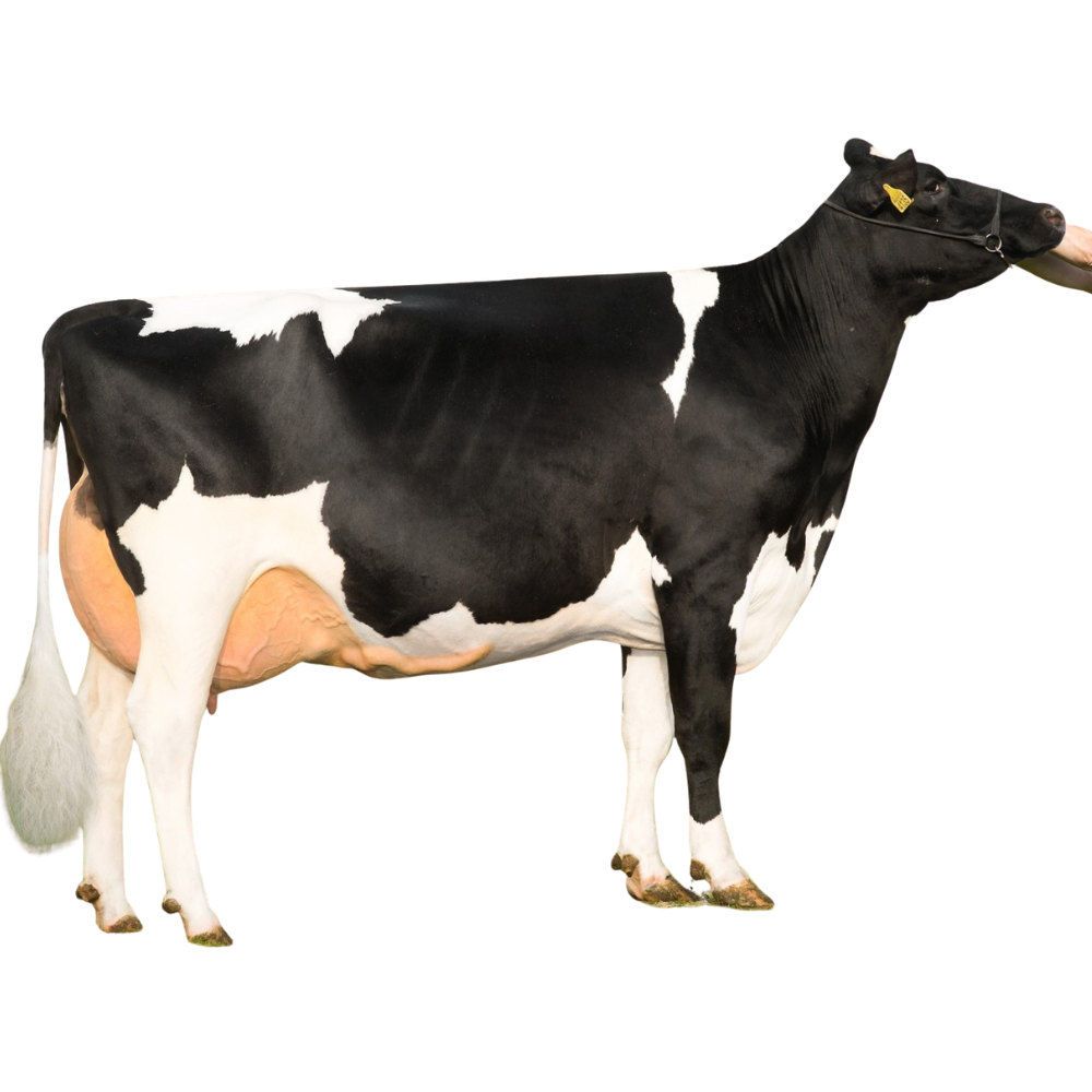 Freebird Red Semen