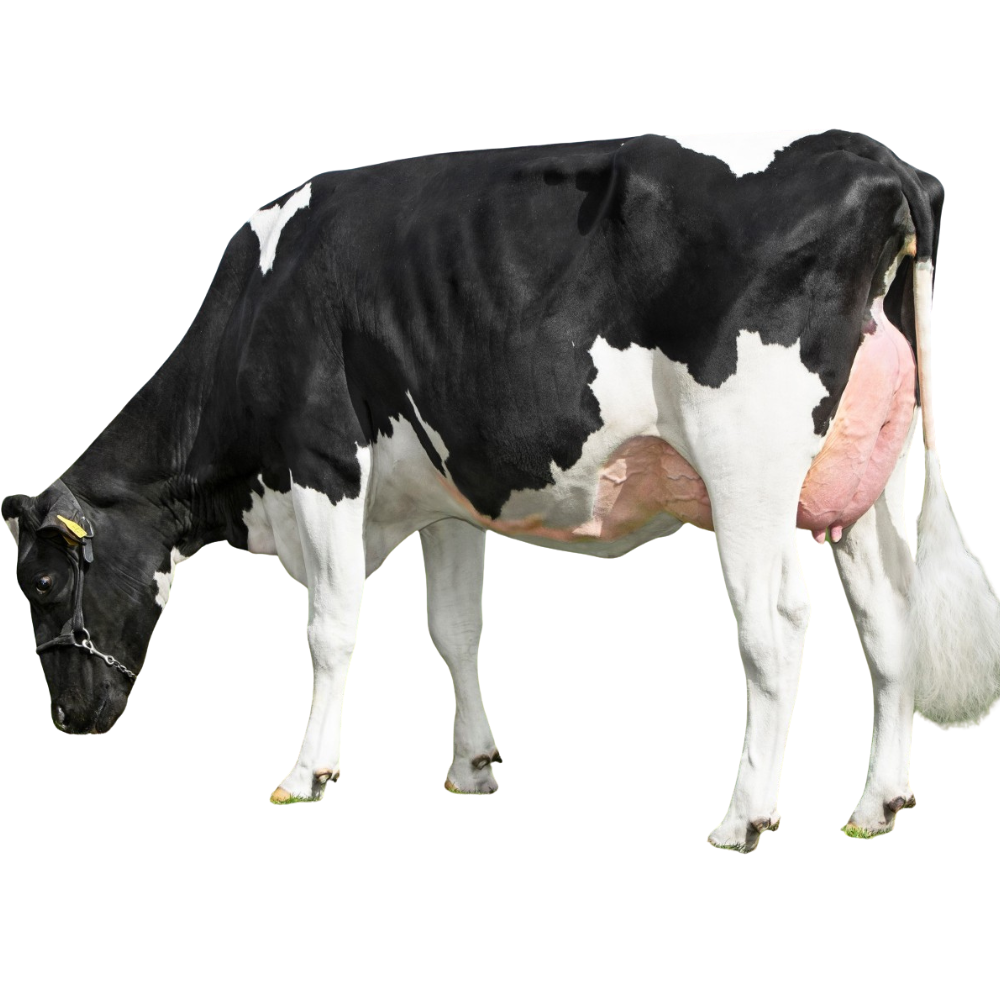Freebird Red Semen