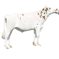 Freebird Red Semen