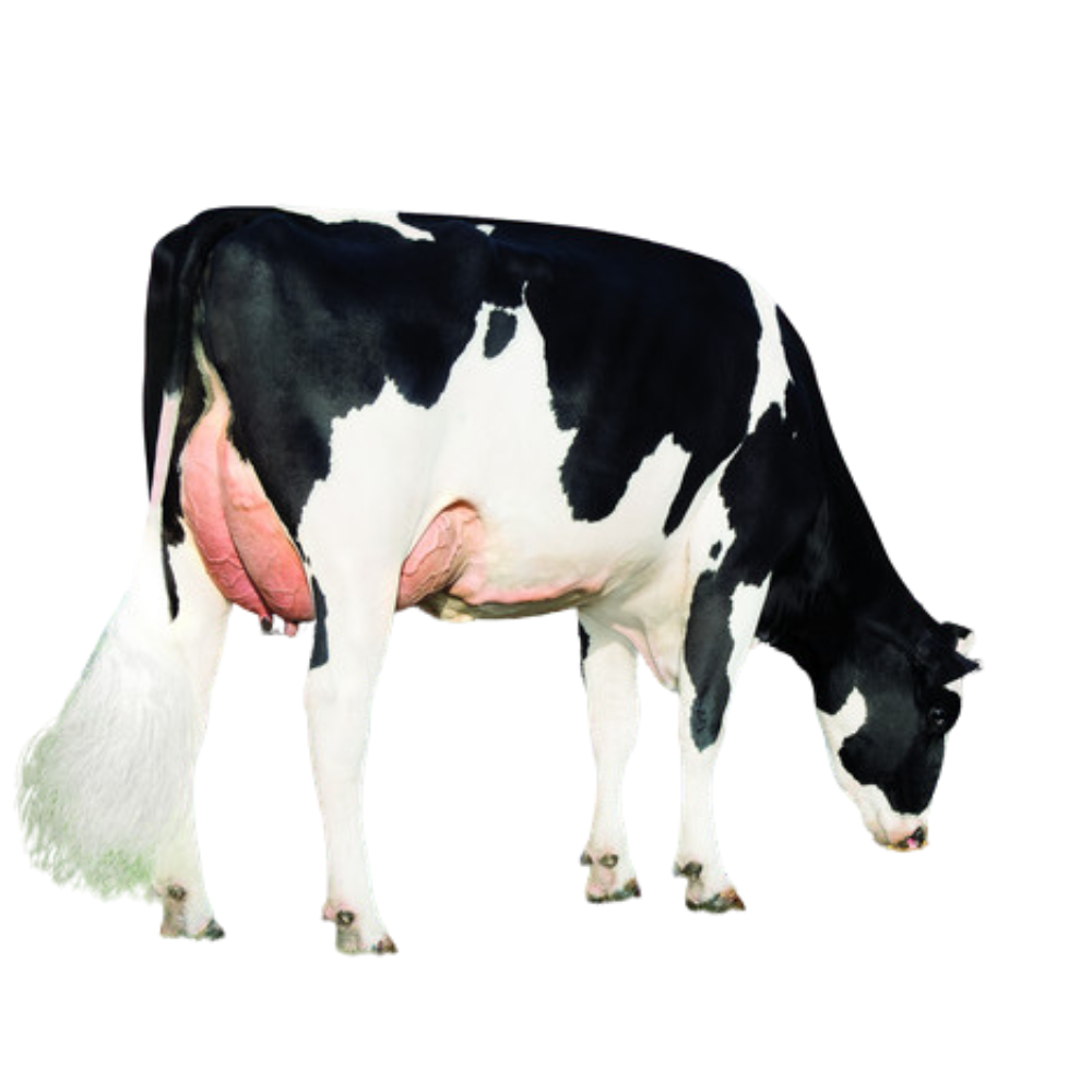 Galileo Sexed Semen