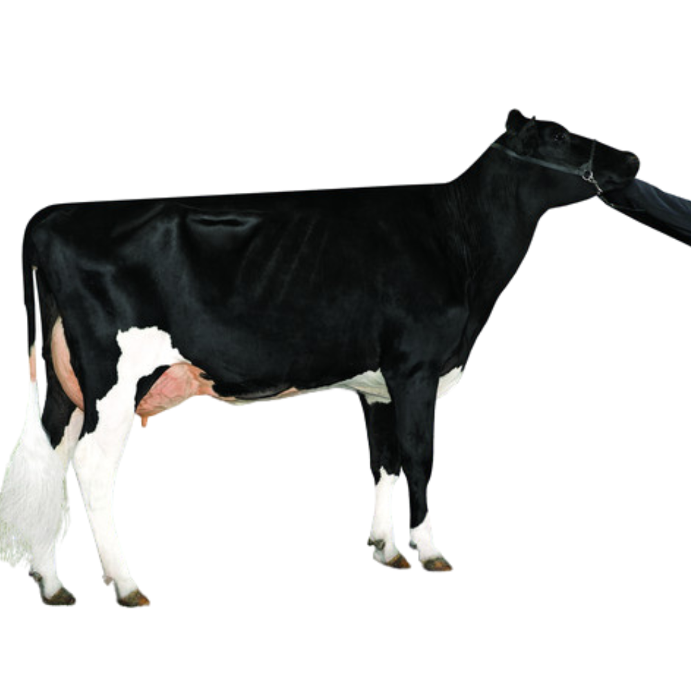 Galloway Sexed Semen