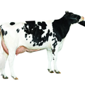 Goodyear Semen