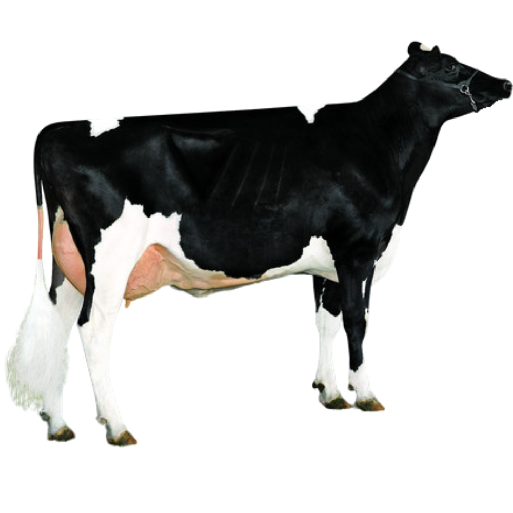 Gordita Bull Semen