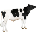 Gordita Bull Semen