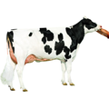 Groves Sexed Semen