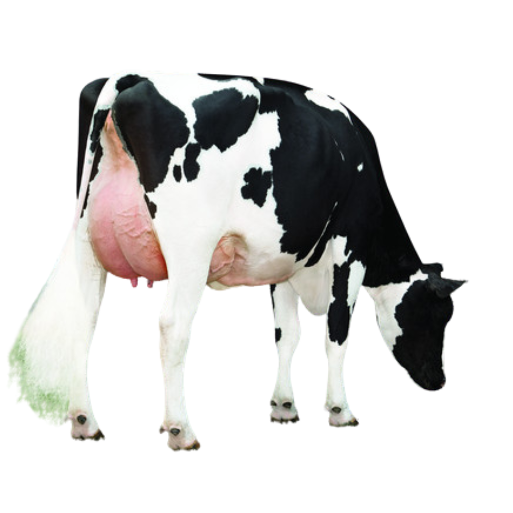 Hallock Sexed Semen