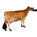 Jasper Semen