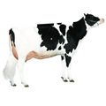 Kaboom Bull Semen