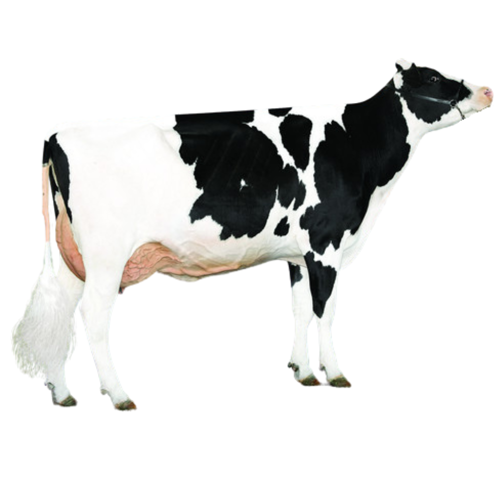 Kaboom Bull Semen