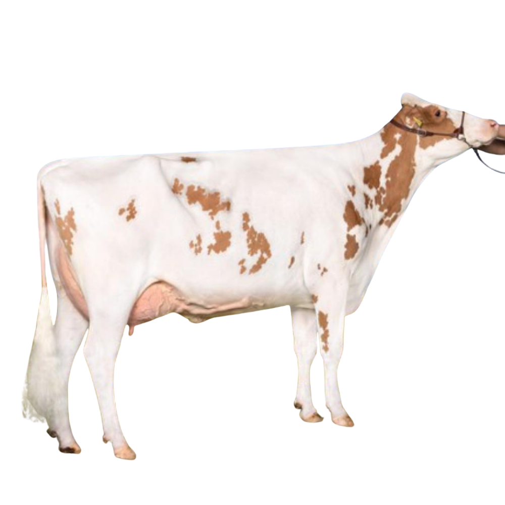 Keeper Bull Semen