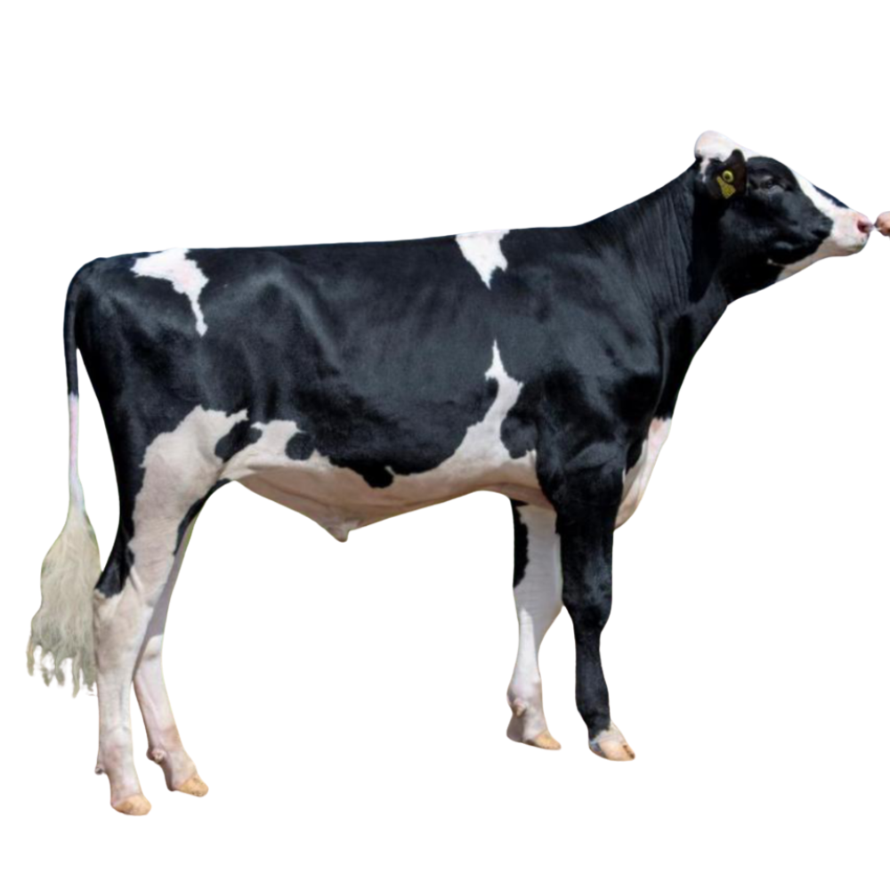 Keeper Bull Semen