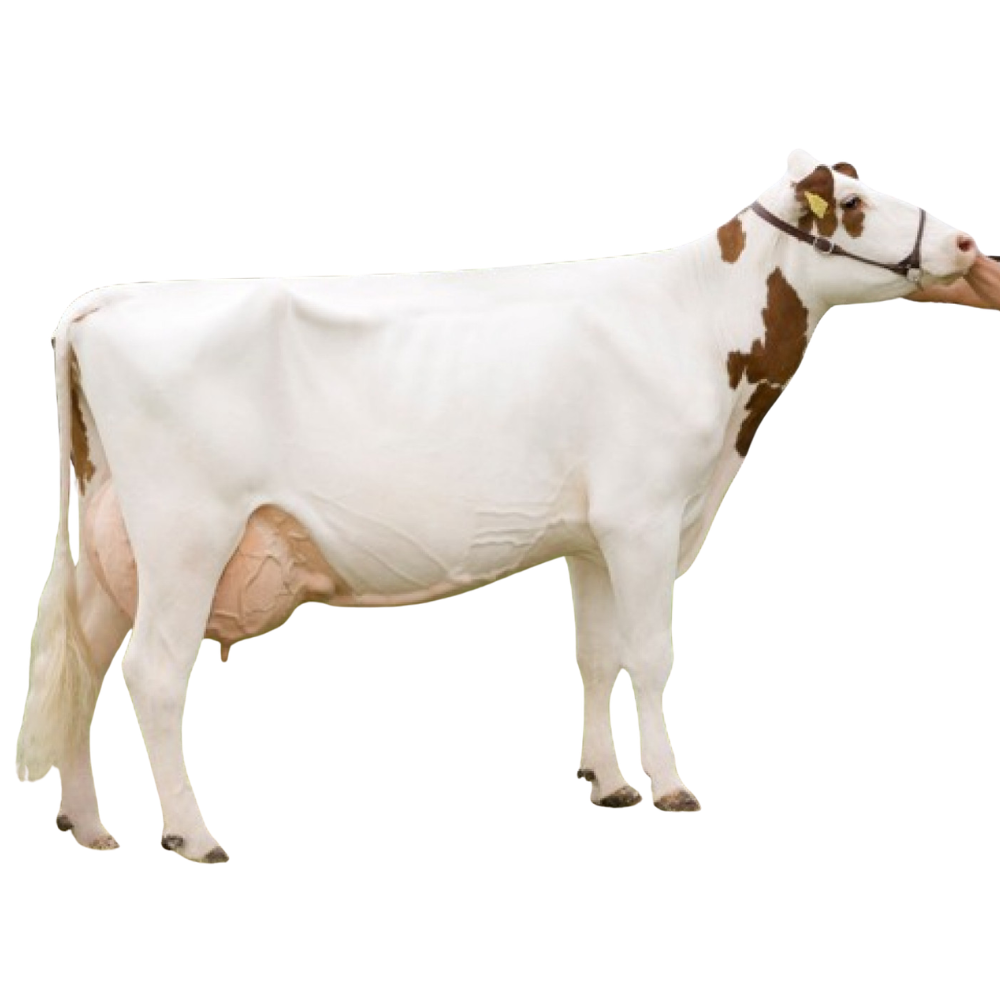 Lithium Semen
