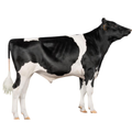 Lowa Bull Semen