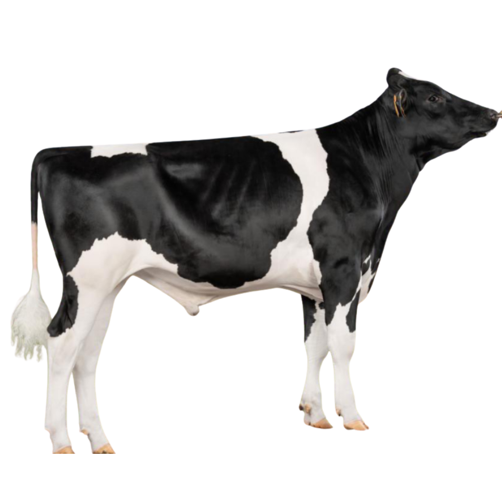 Lowa Bull Semen