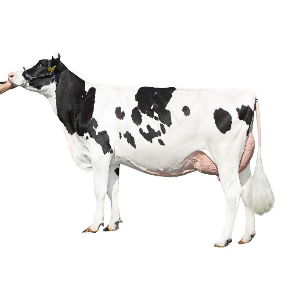DV Magician RF Semen