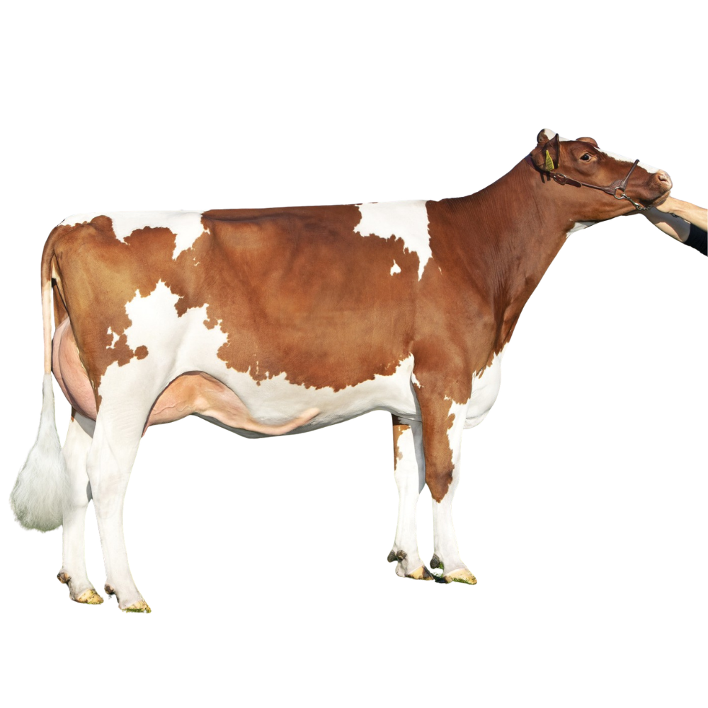 DV Magician RF Semen