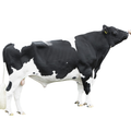 DV Magician RF Semen