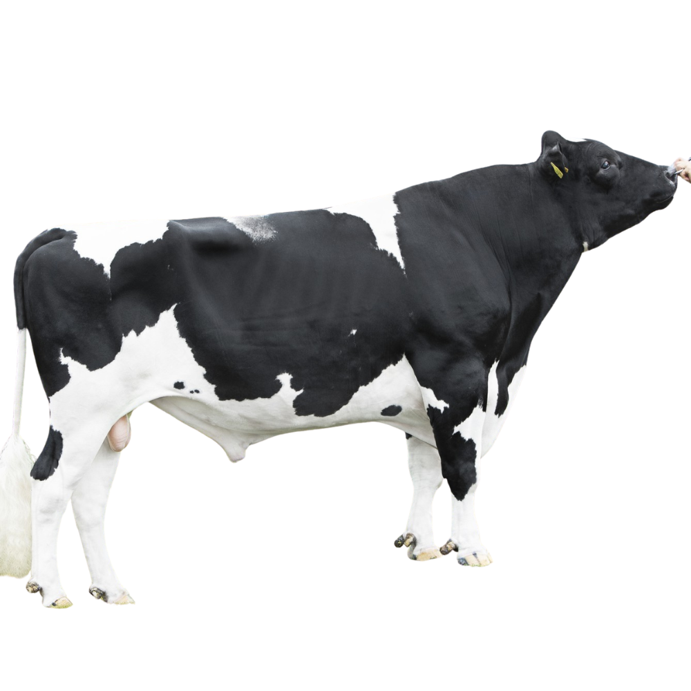 DV Magician RF Semen