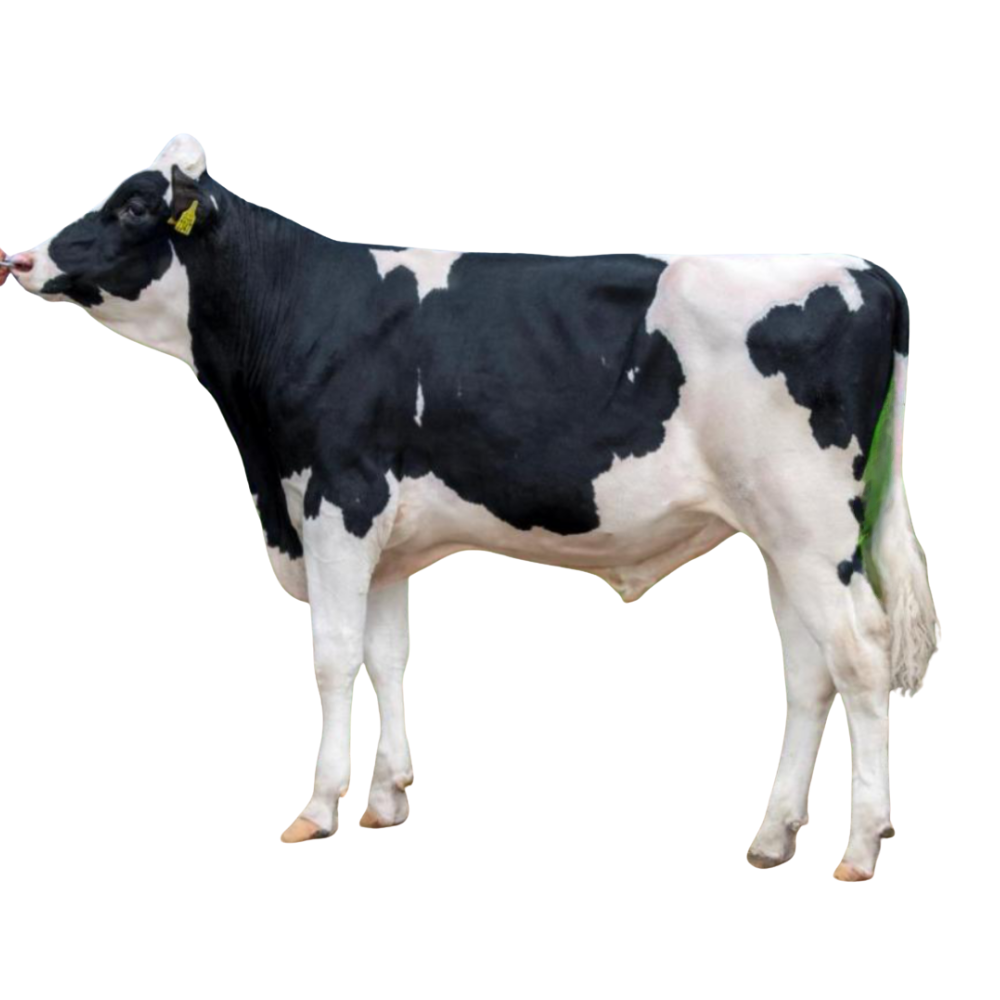 ManCity Bull Semen